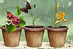  - flowerpots
